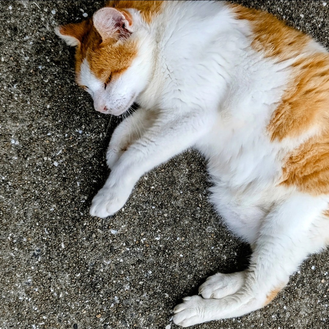 たかちゃんファミリーの星