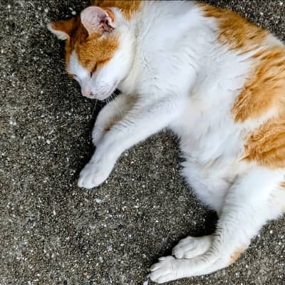 たかちゃんファミリーの星