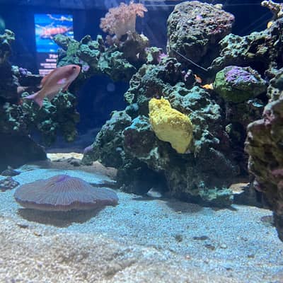 あっちいけの星