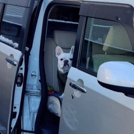 フレンチブルドッグ