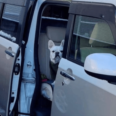 フレンチブルドッグ