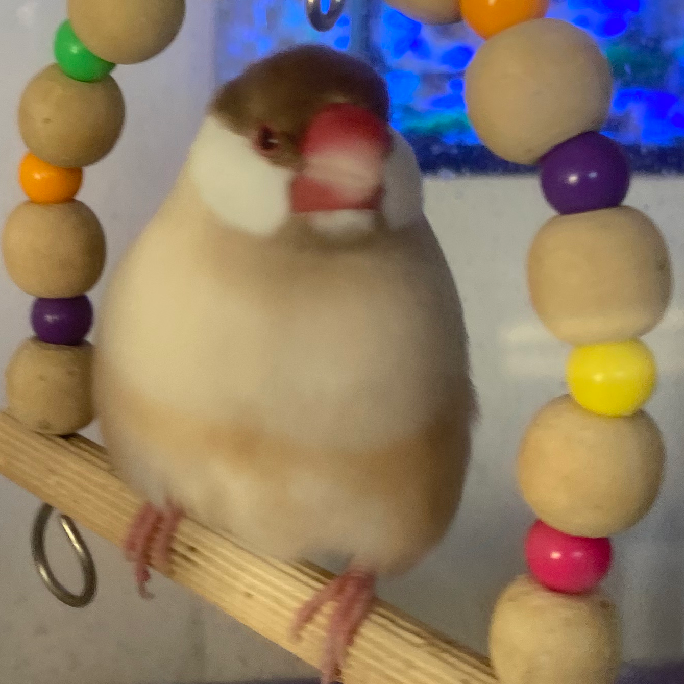 文鳥の癒しの星