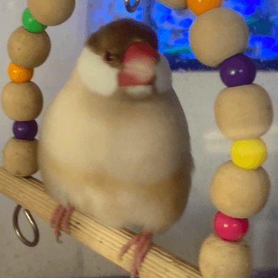 文鳥の癒しの星