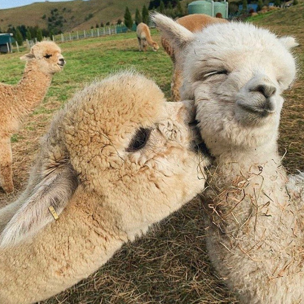 アルパカ🦙の星