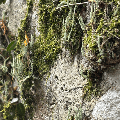 苔と風景が好きなの星