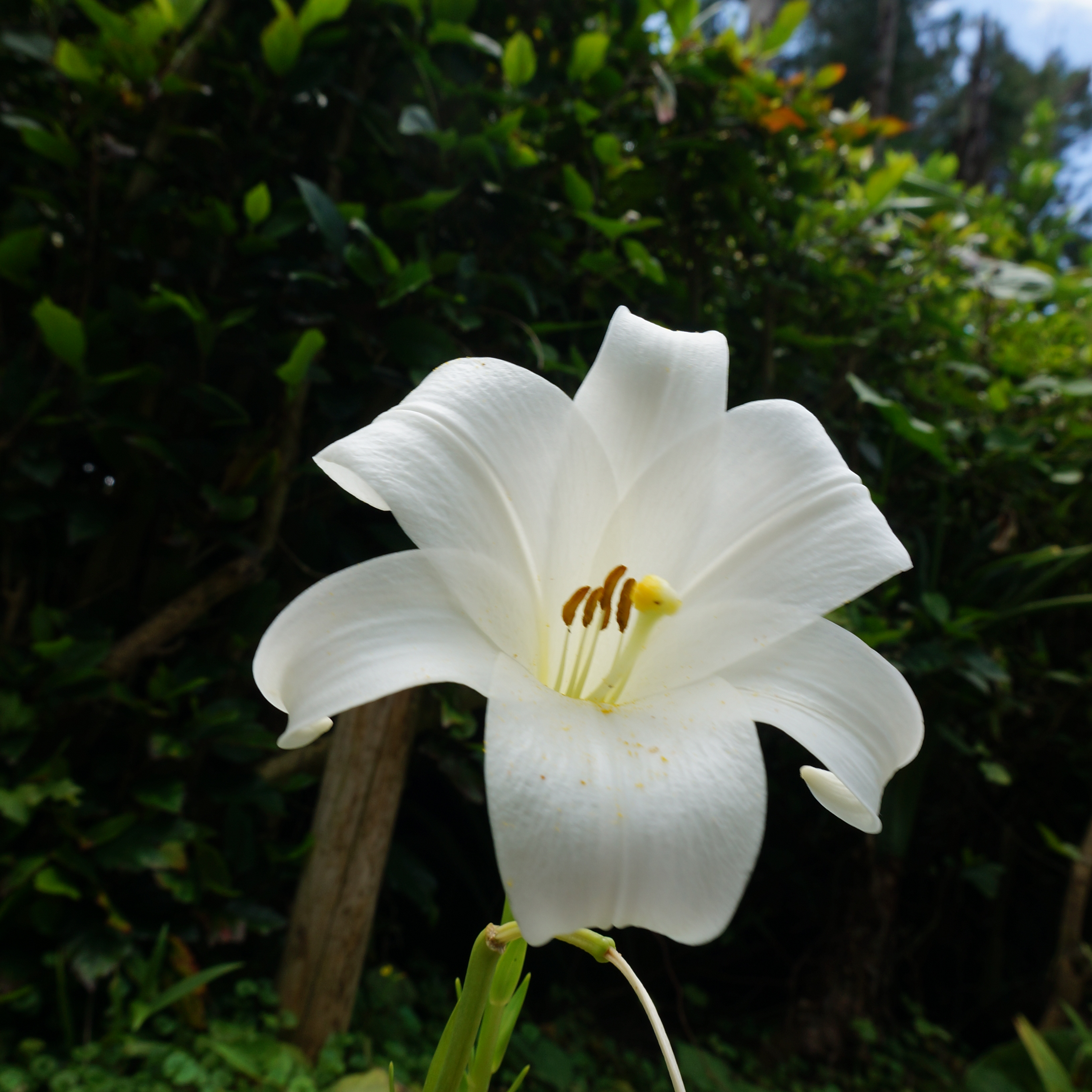 ブルー平安人の星