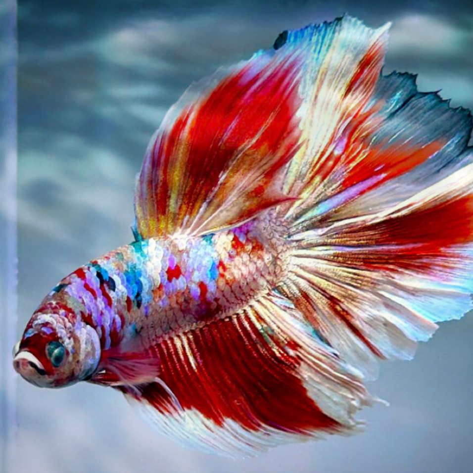 ベタさんの星°・🐠