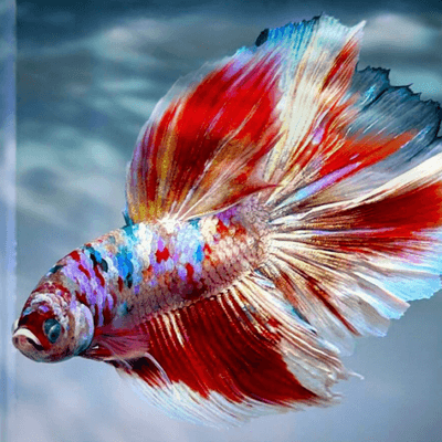 ベタさんの星°･🐠