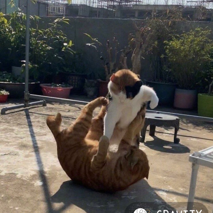 猫パンチ._.の星