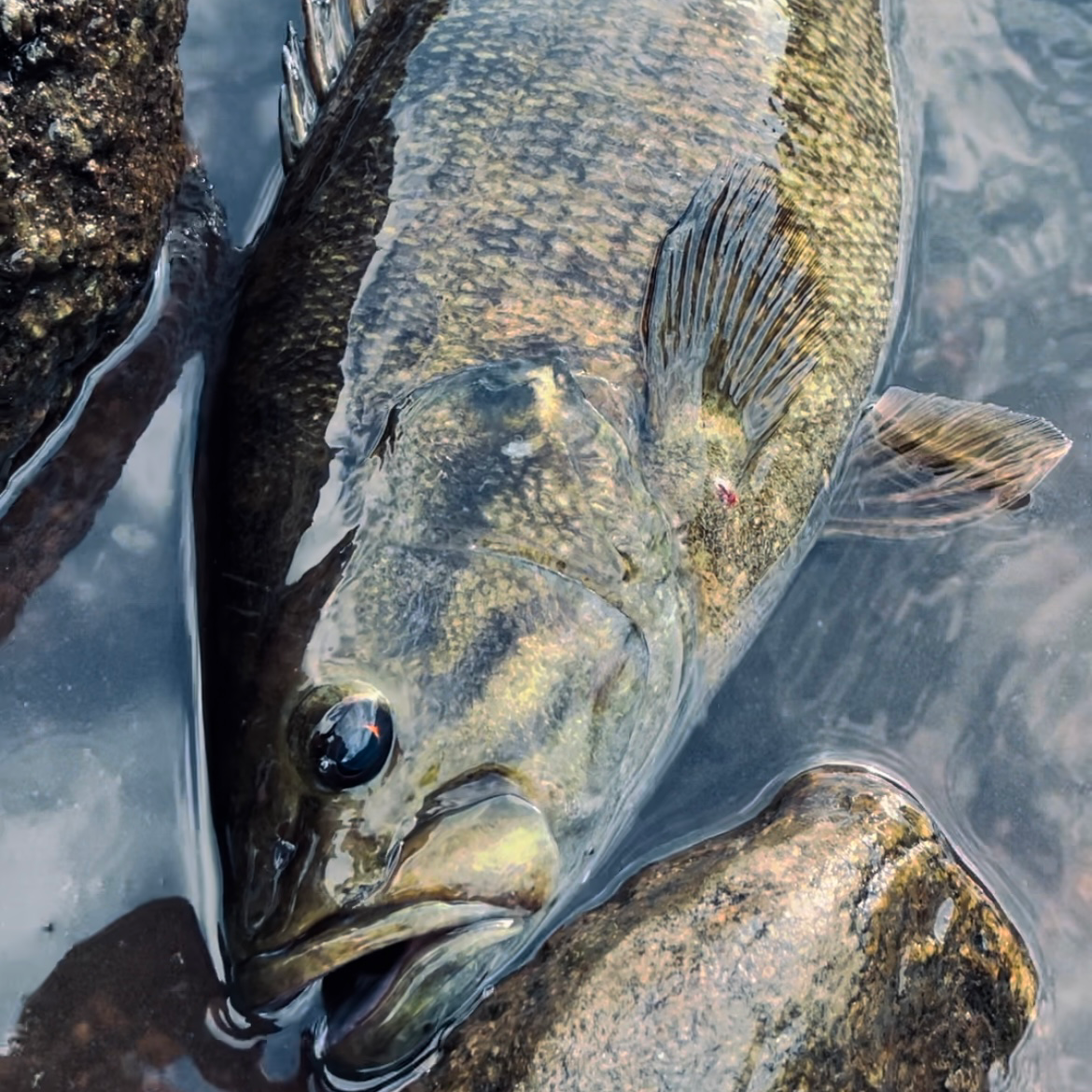 ルアーフィッシング