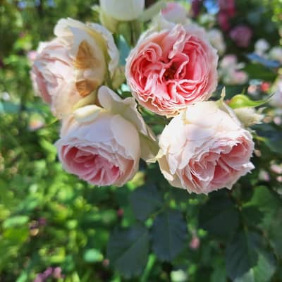 過去のヤバい恋愛の星