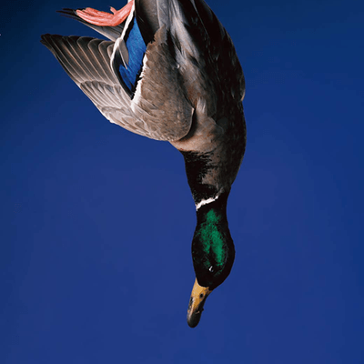 お悩み吐出しの星