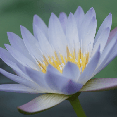 水生植物の星の星