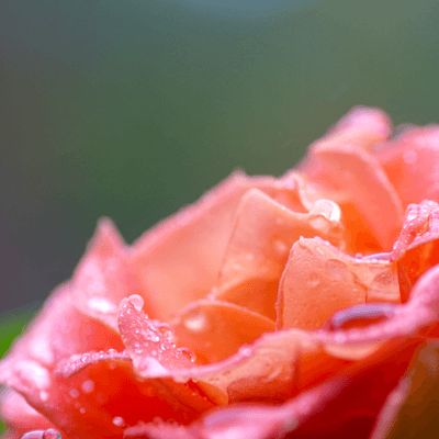 バラ科植物の星