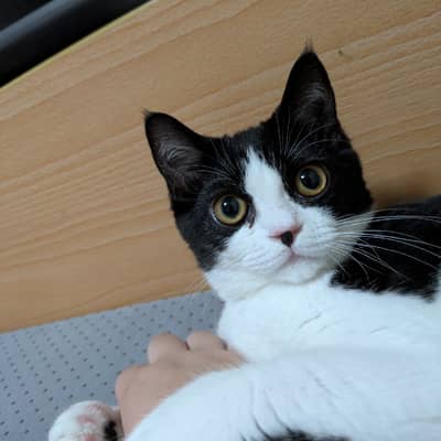 猫の飼い方教え合おうの星