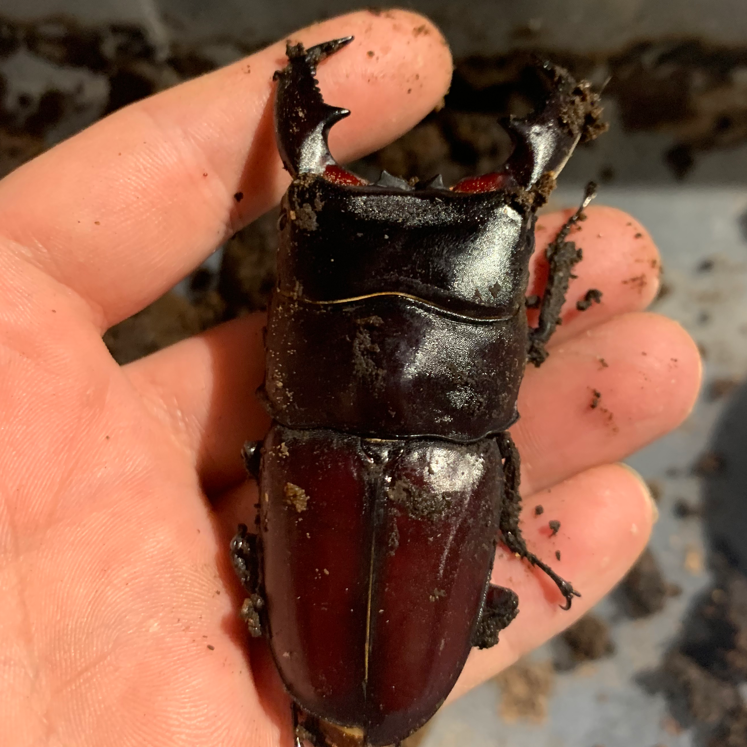 昆虫 ブリードの星