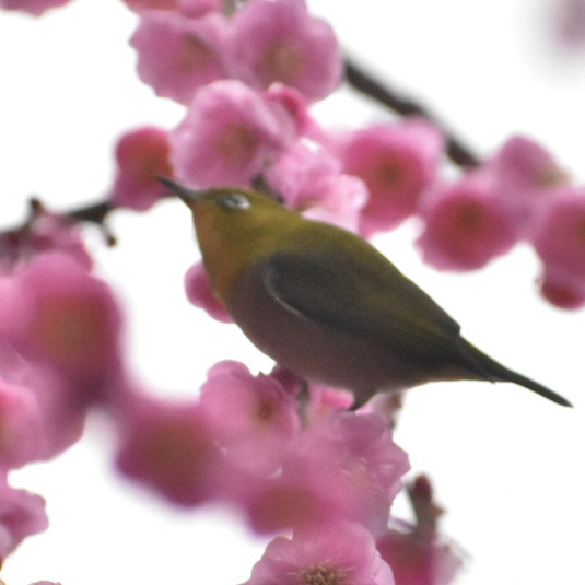 カメラ‪⸜📷⸝