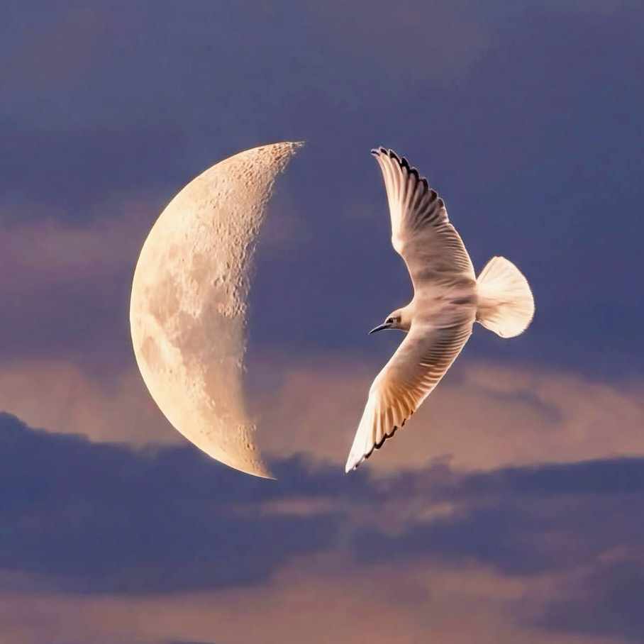 座禅•写経の星