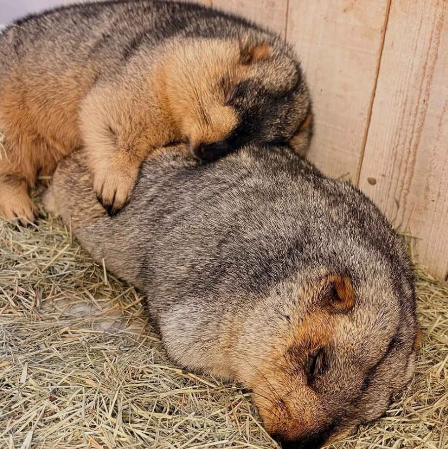 マーモット好きの星