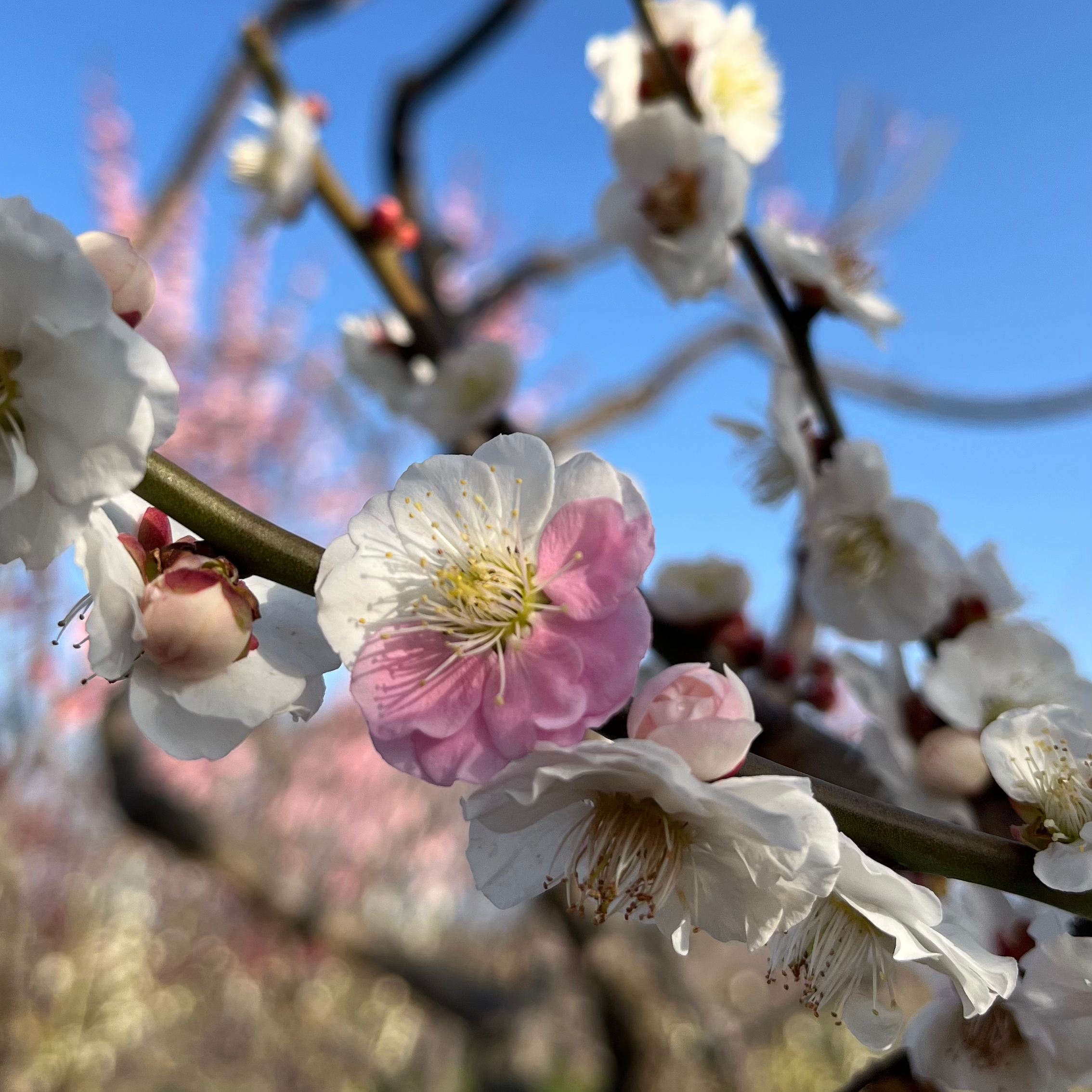 スマホ写真部の星
