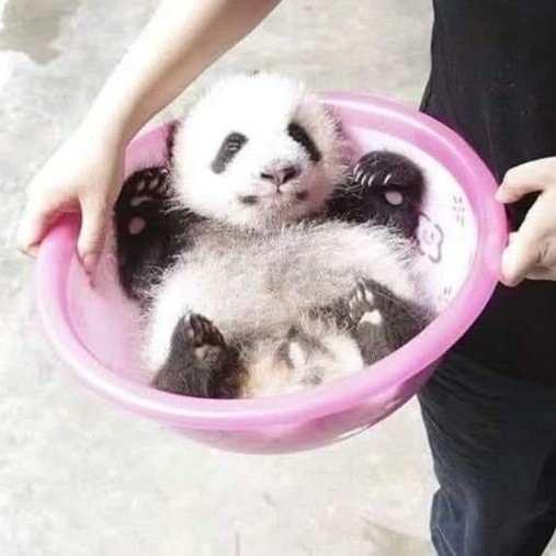 自宅西🐼の星