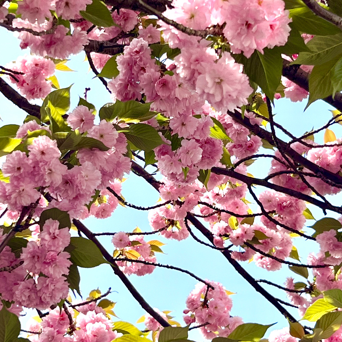 日本語教育の星