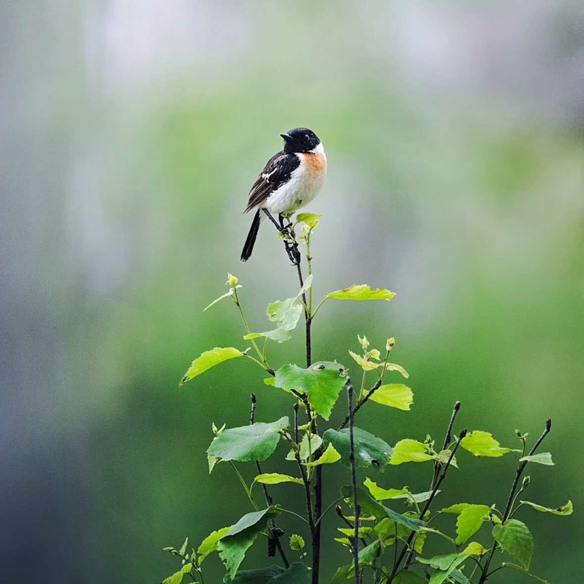 息抜き＋相談の星