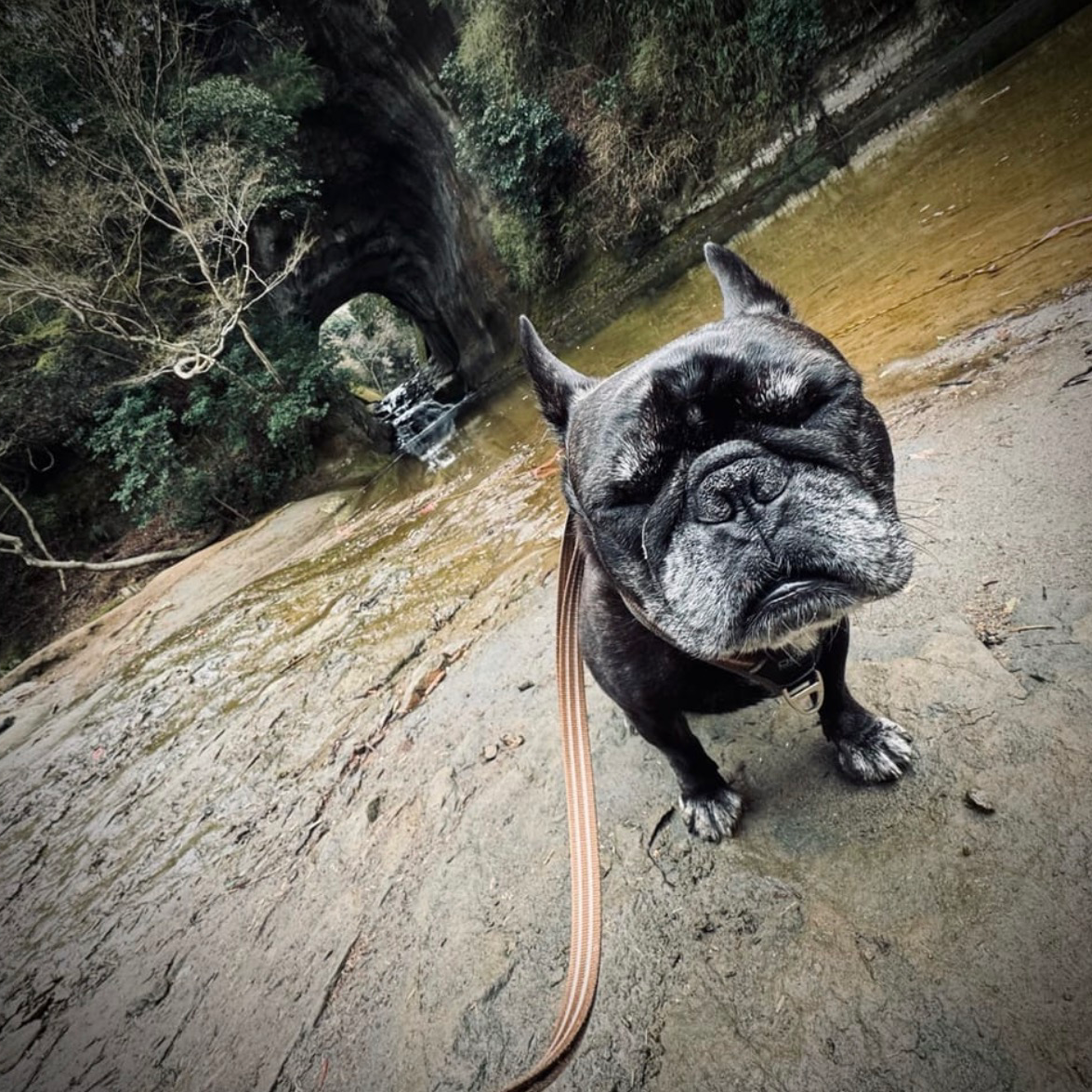 フレンチブルドッグ