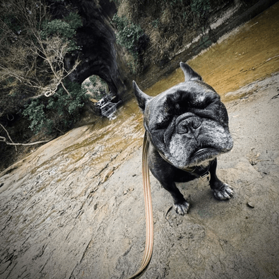 フレンチブルドッグ