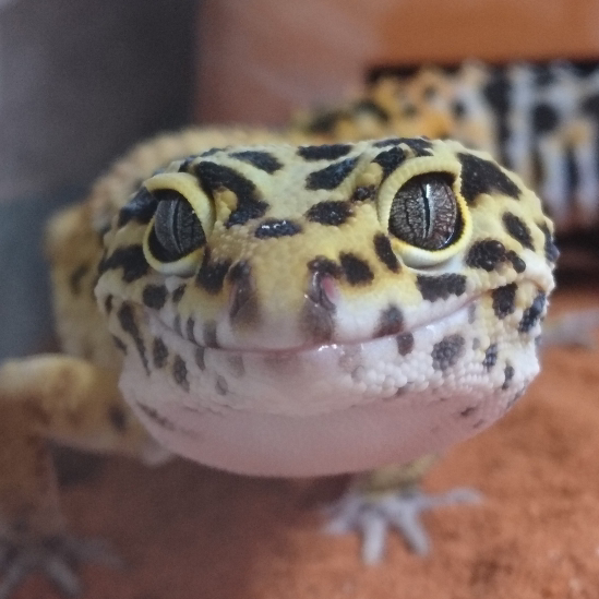 レオパードゲッコの星