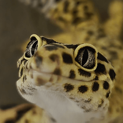 レオパードゲッコの星