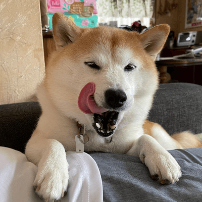 しばけんの星