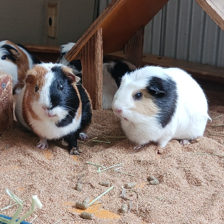 七つの大罪オリジンの星