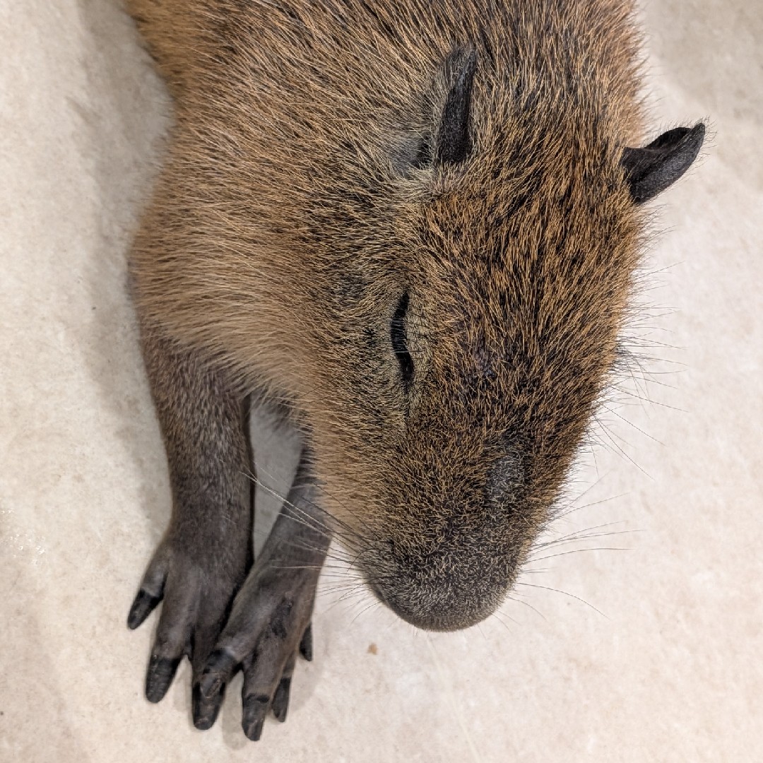 緩 許（ゆるゆる）の星