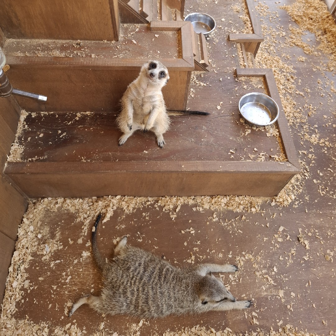 平和なおじとおばの星