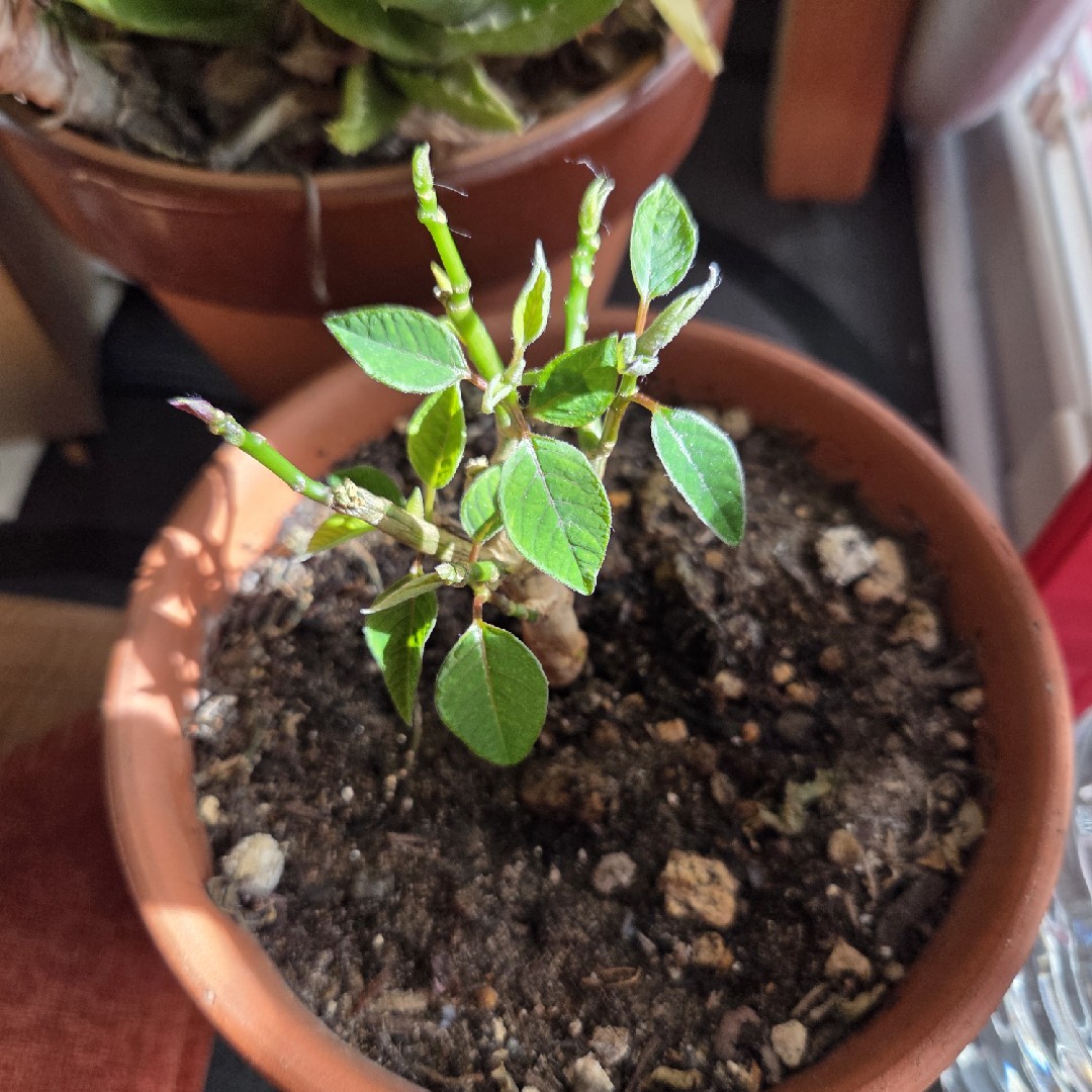 5分～から頑張るの星