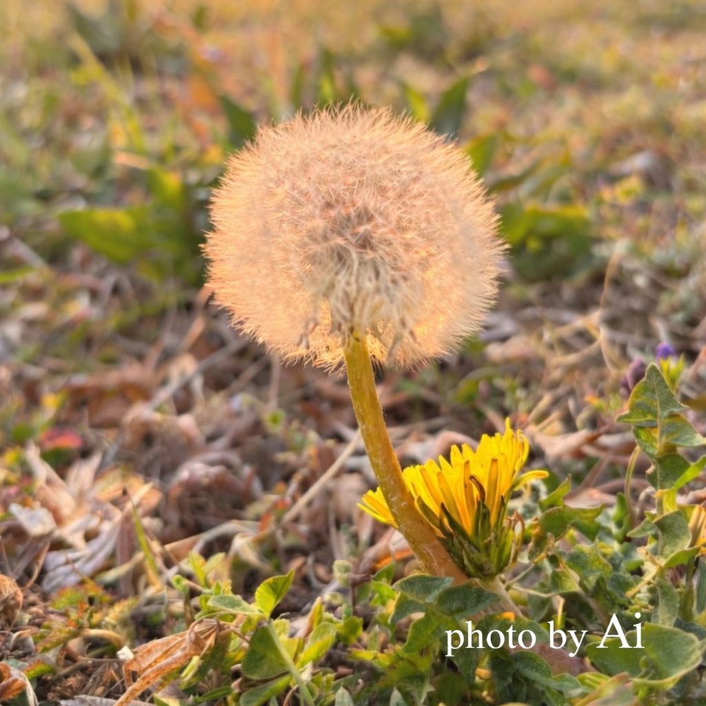 夕焼け空好きの星