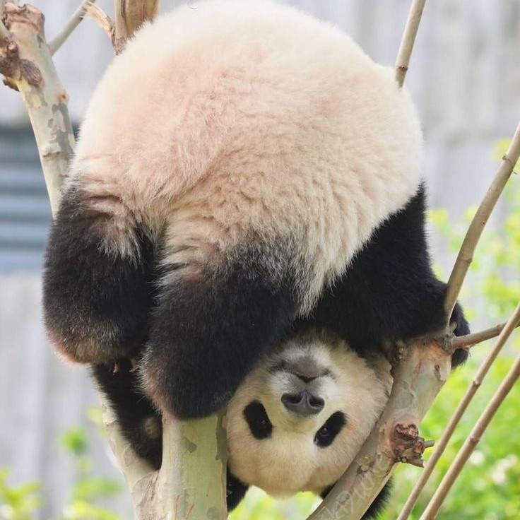 自宅西🐼の星