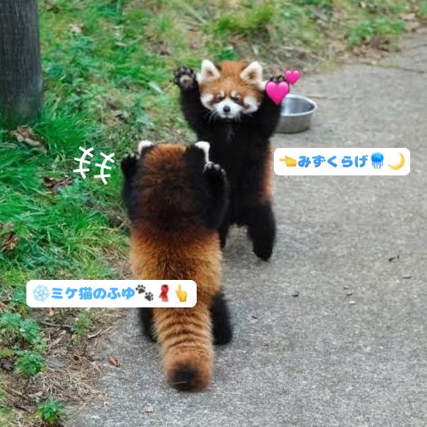 レサパン見守りの星