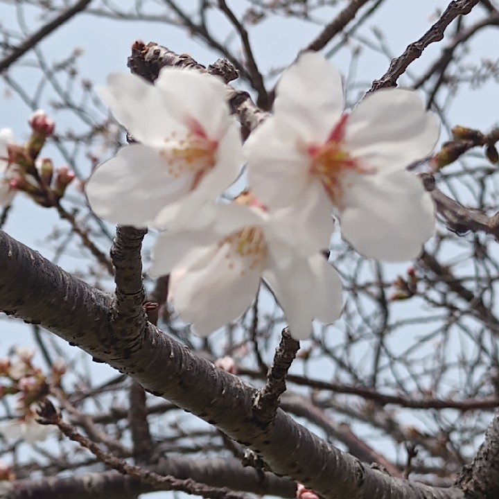 ストレスまみれの星