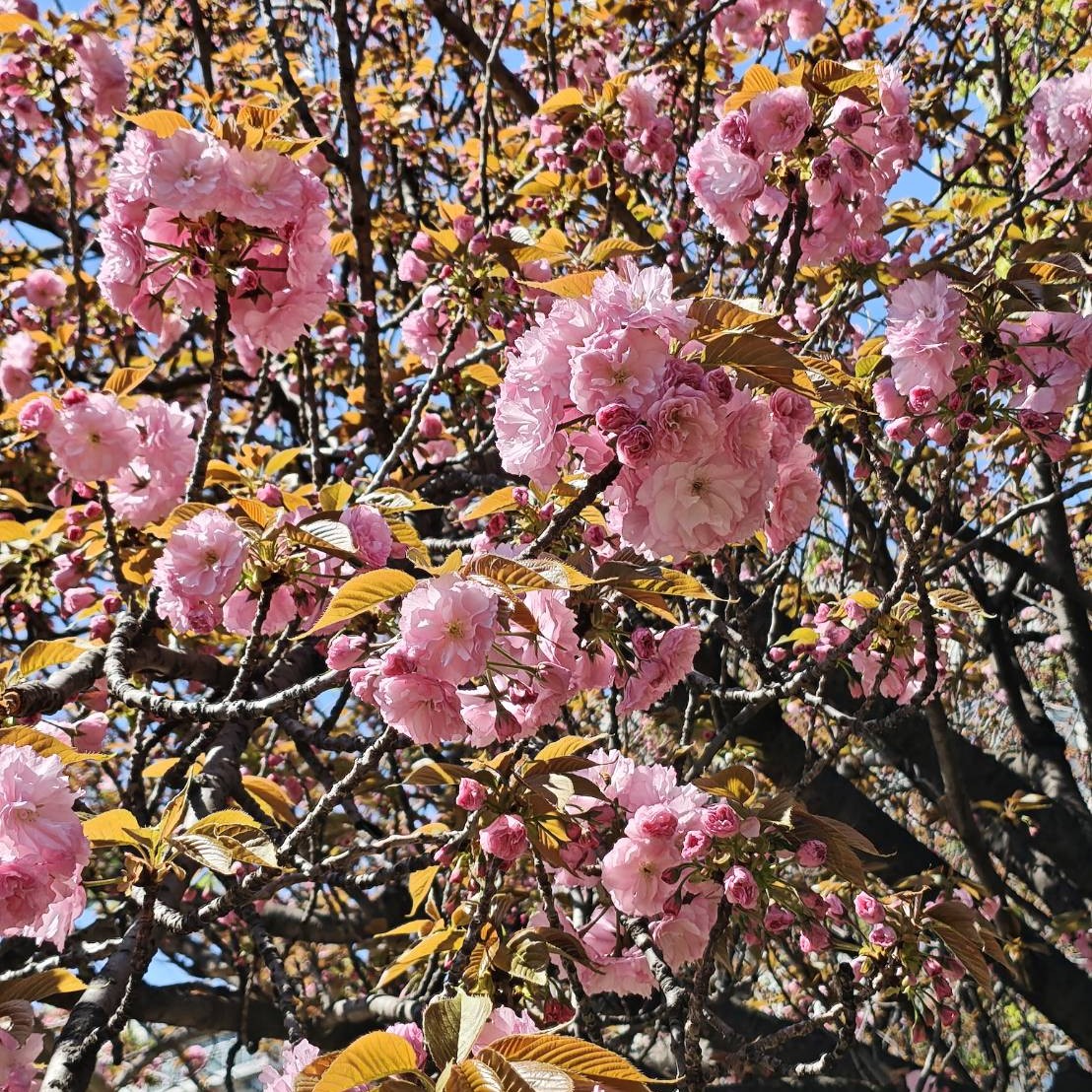 アルファインなどの星