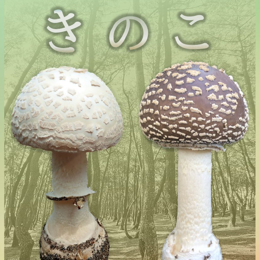 🍄を呟きのこの星
