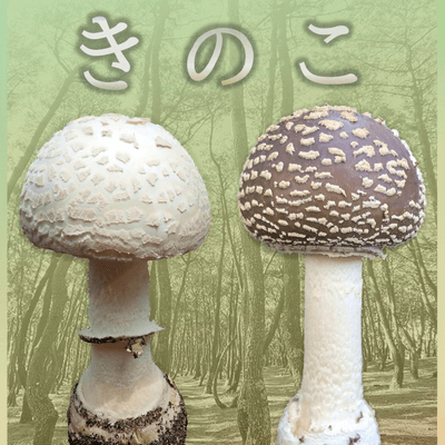 🍄を呟きのこの星