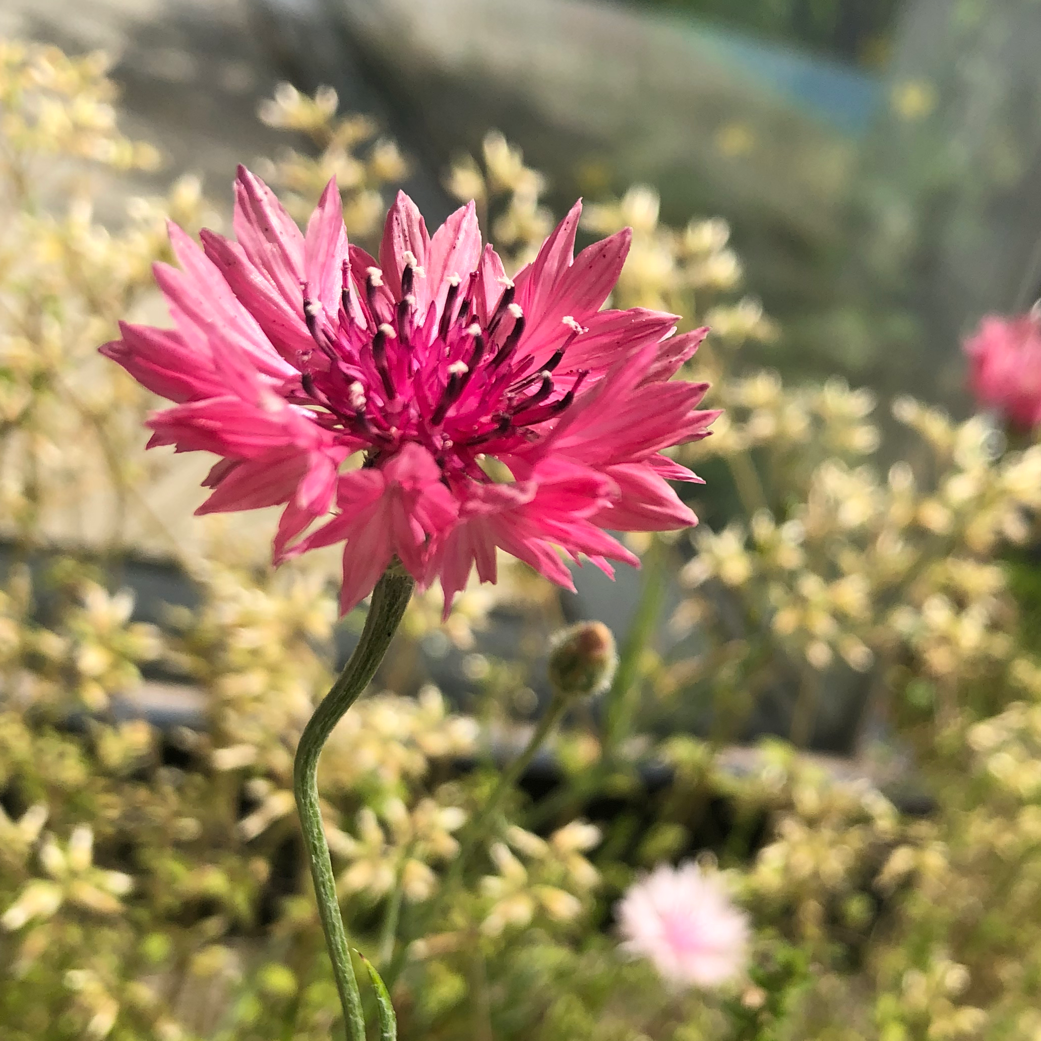 思考(恋愛)の星