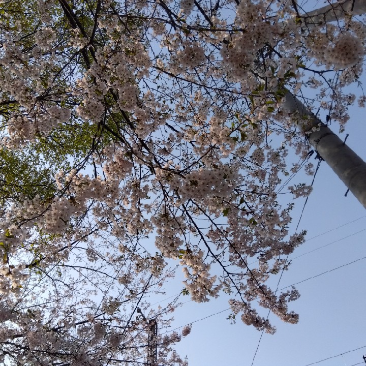 札幌写真クラブの星