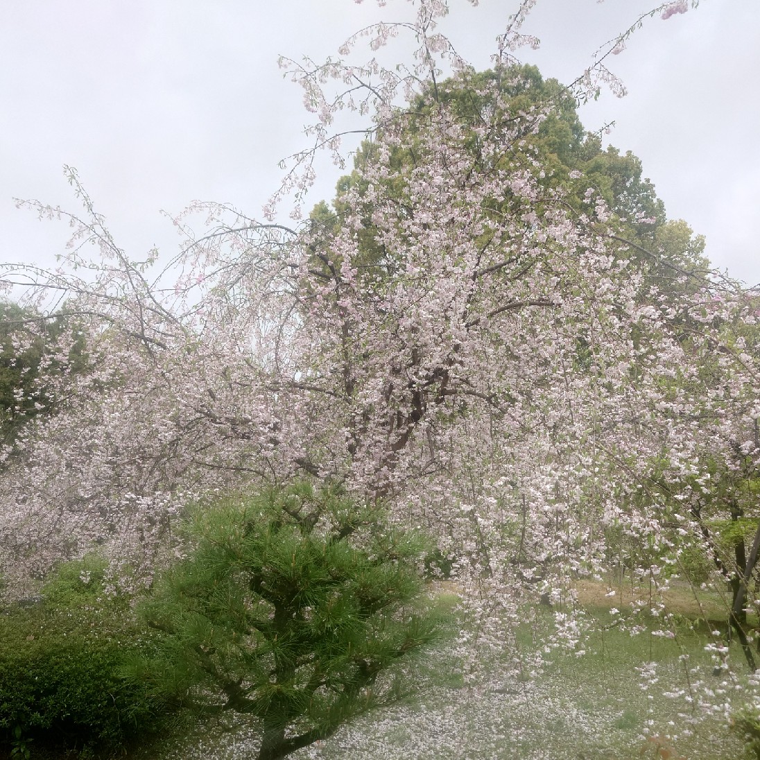 フォトウォークの星