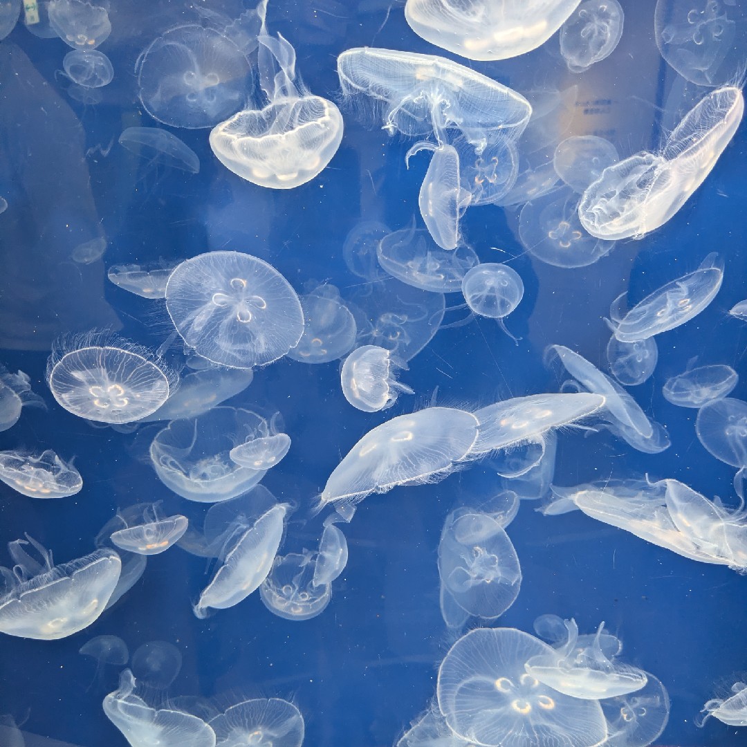 着物デビューの星