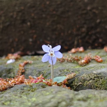 ノラ植物の星