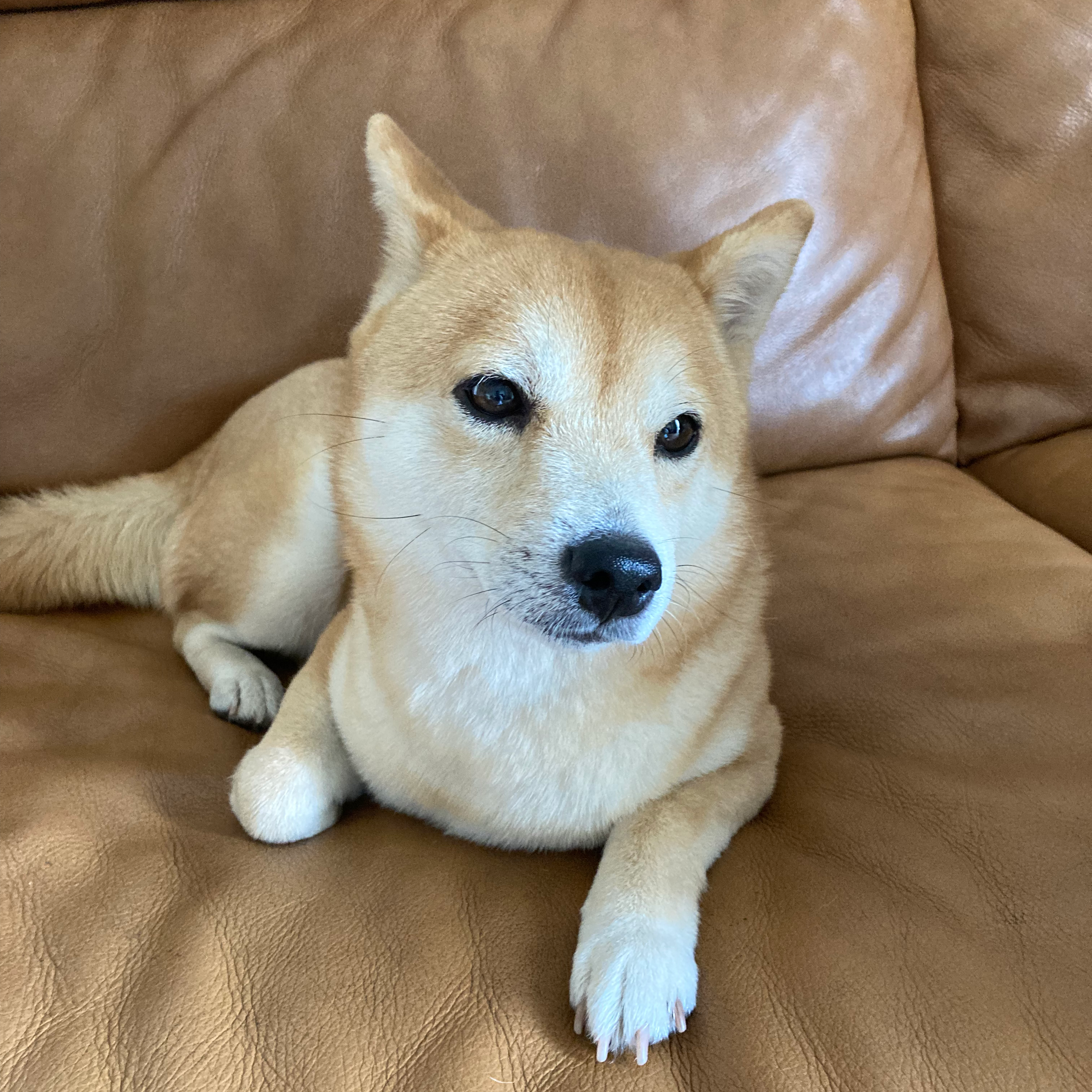 柴犬日和の星