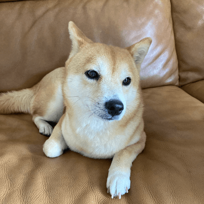 柴犬日和の星